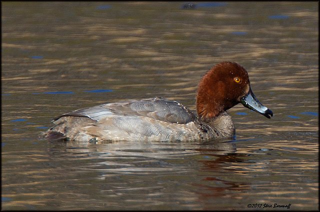 _2SB1106 redhead drake.jpg